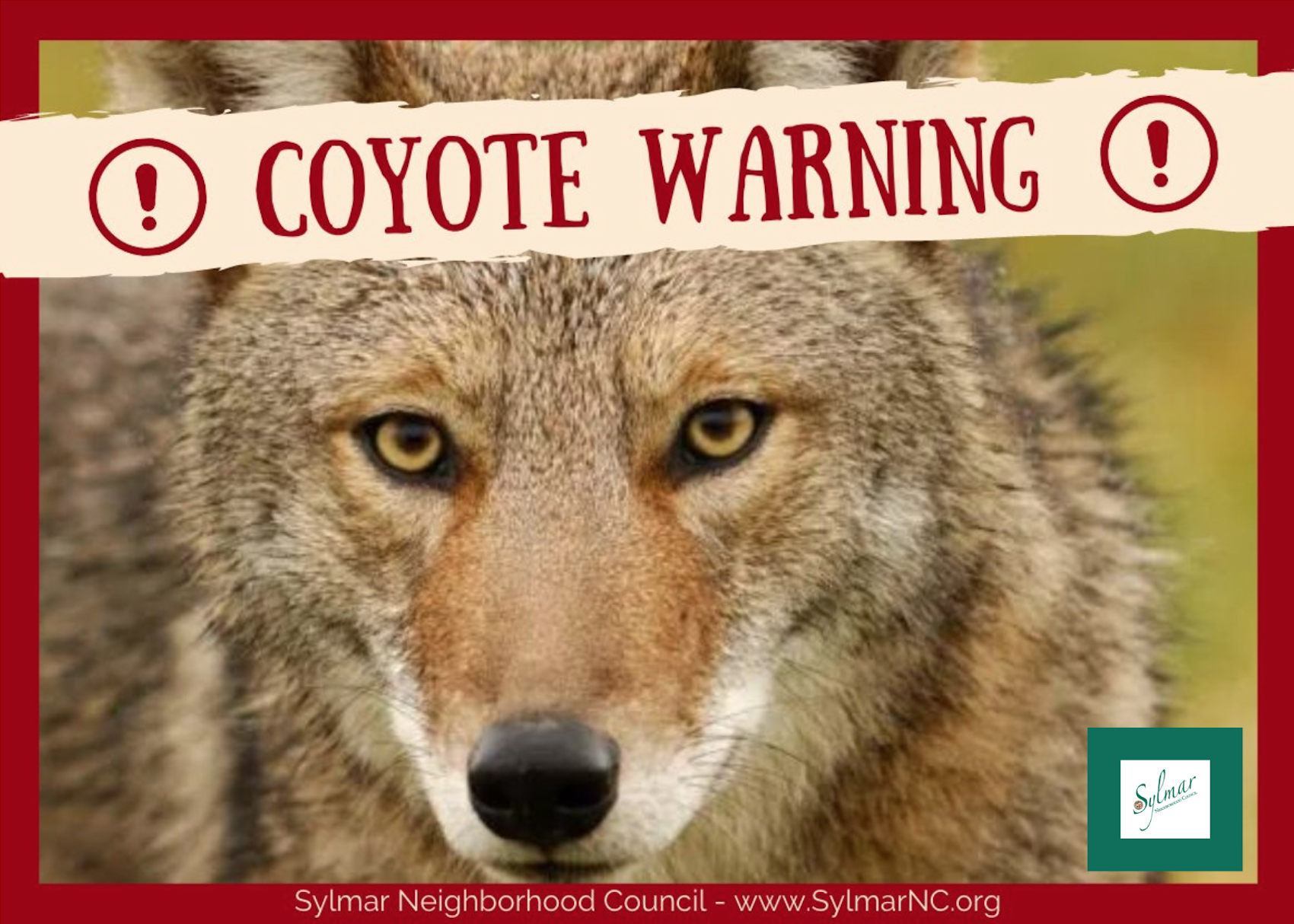Coyotes • Behavior change with rainstorms