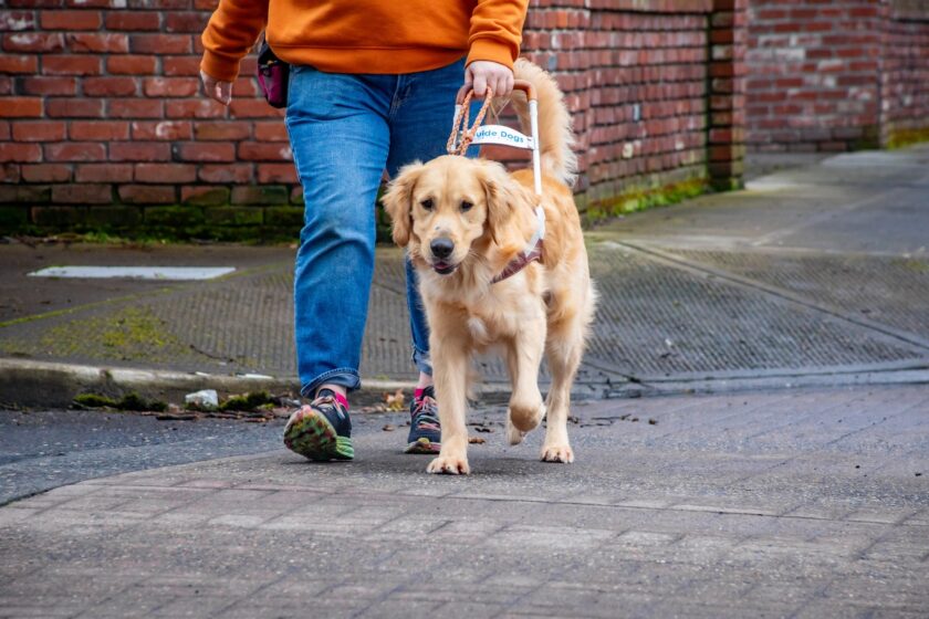 Responsible Pet Ownership: Simple Steps That Protect Guide Dogs and Communities