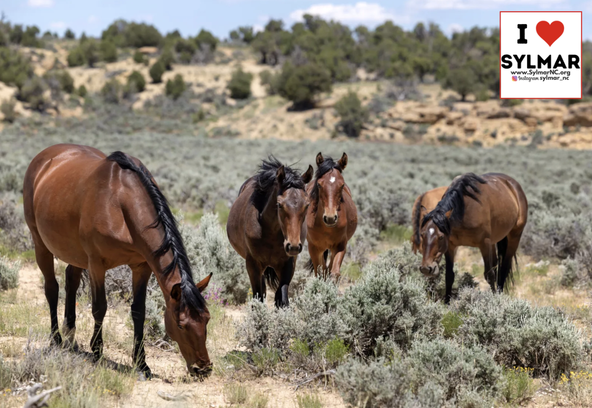 More than 14,000 wild horses set to be rounded up, removed from western U.S. in 2026