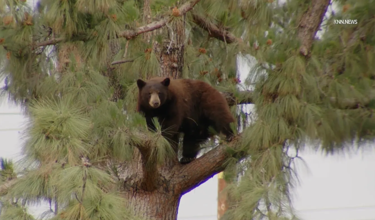 Large bear loose near Hansen Dam draws police, wildlife crews and onlookers