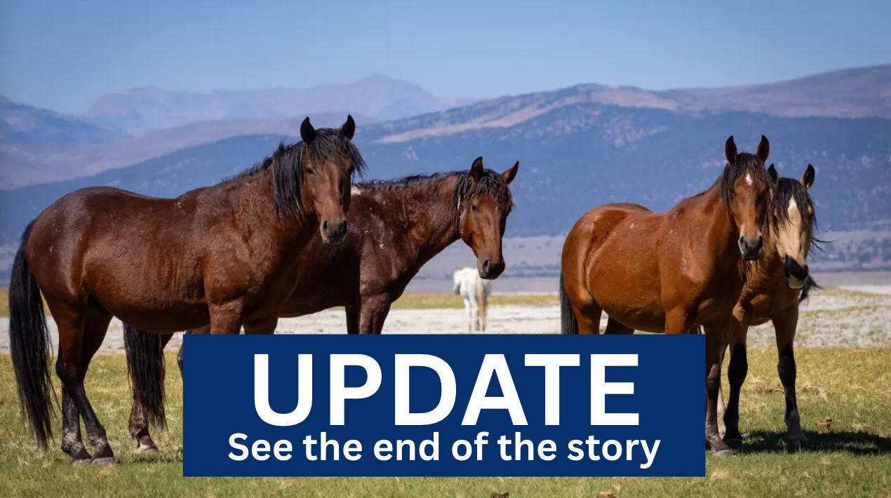 450 wild horses face a roundup in Eastern Sierra as feds proceed with contested plan