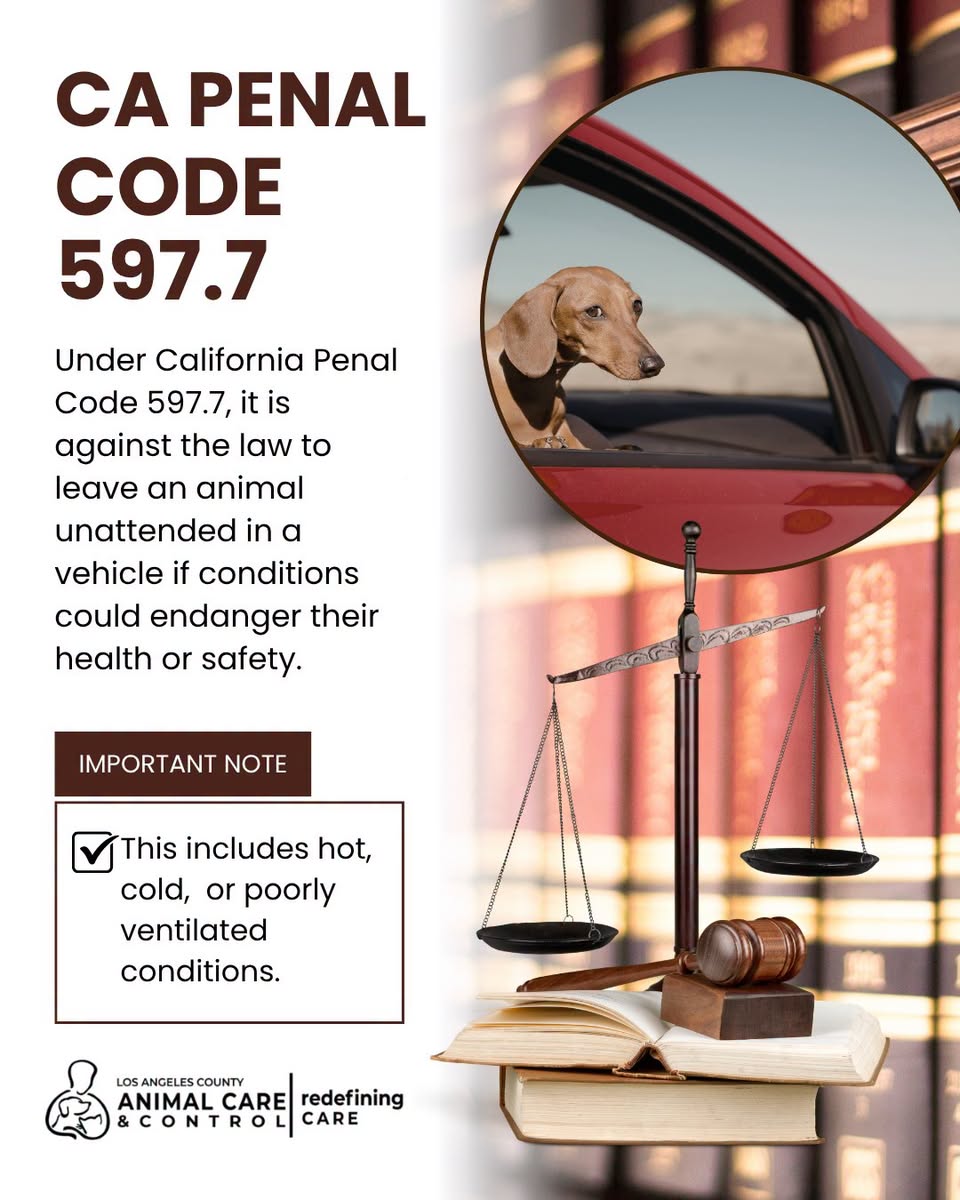 Leaving a pet unattended in a hot vehicle is a crime