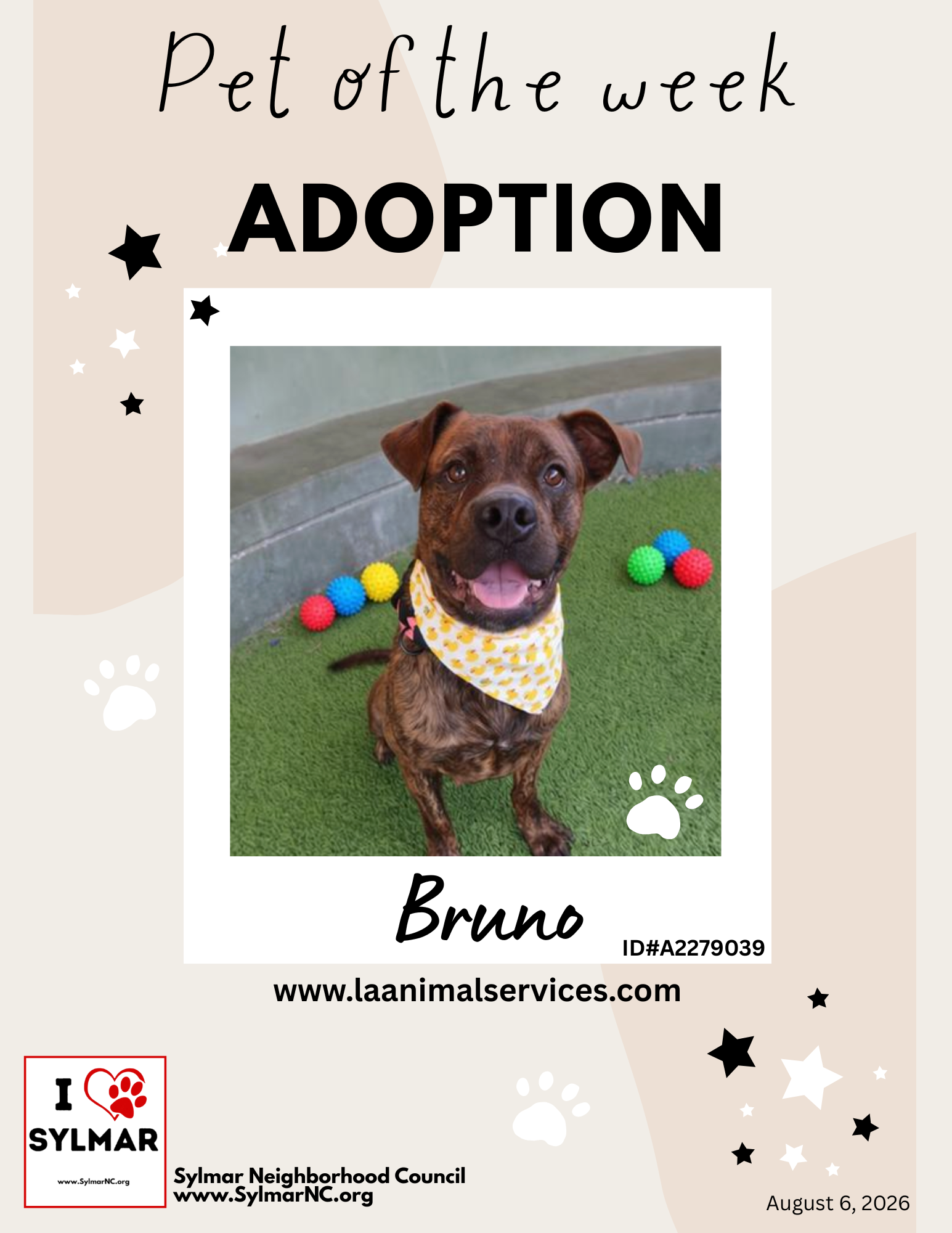 Meet Bruno! Pet of the Week Adoption