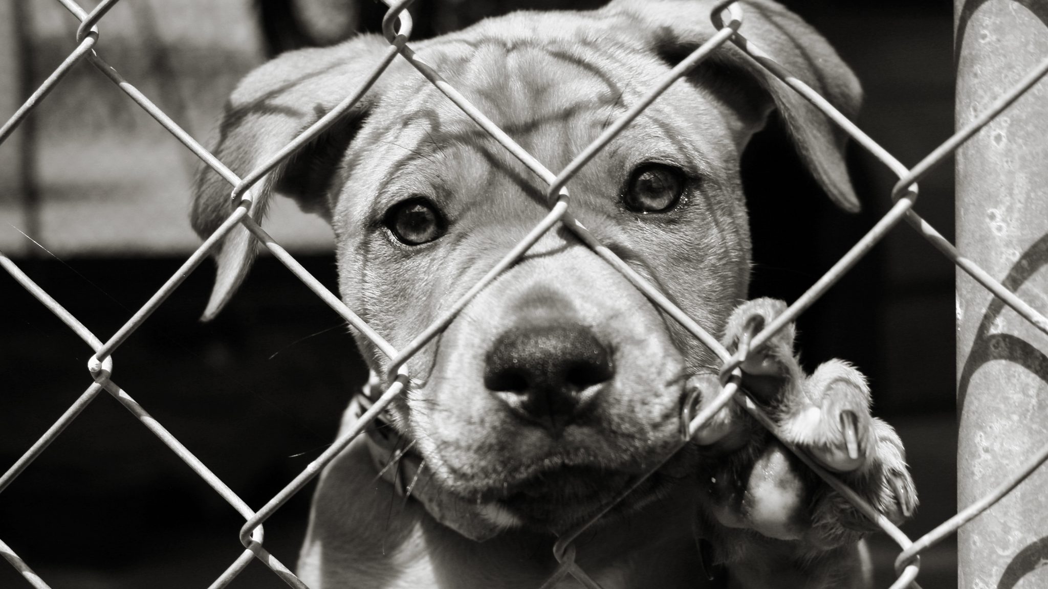 $5,000 Reward Offered and New FBI Tip Line Launched to Catch Los Angeles Animal Abusers