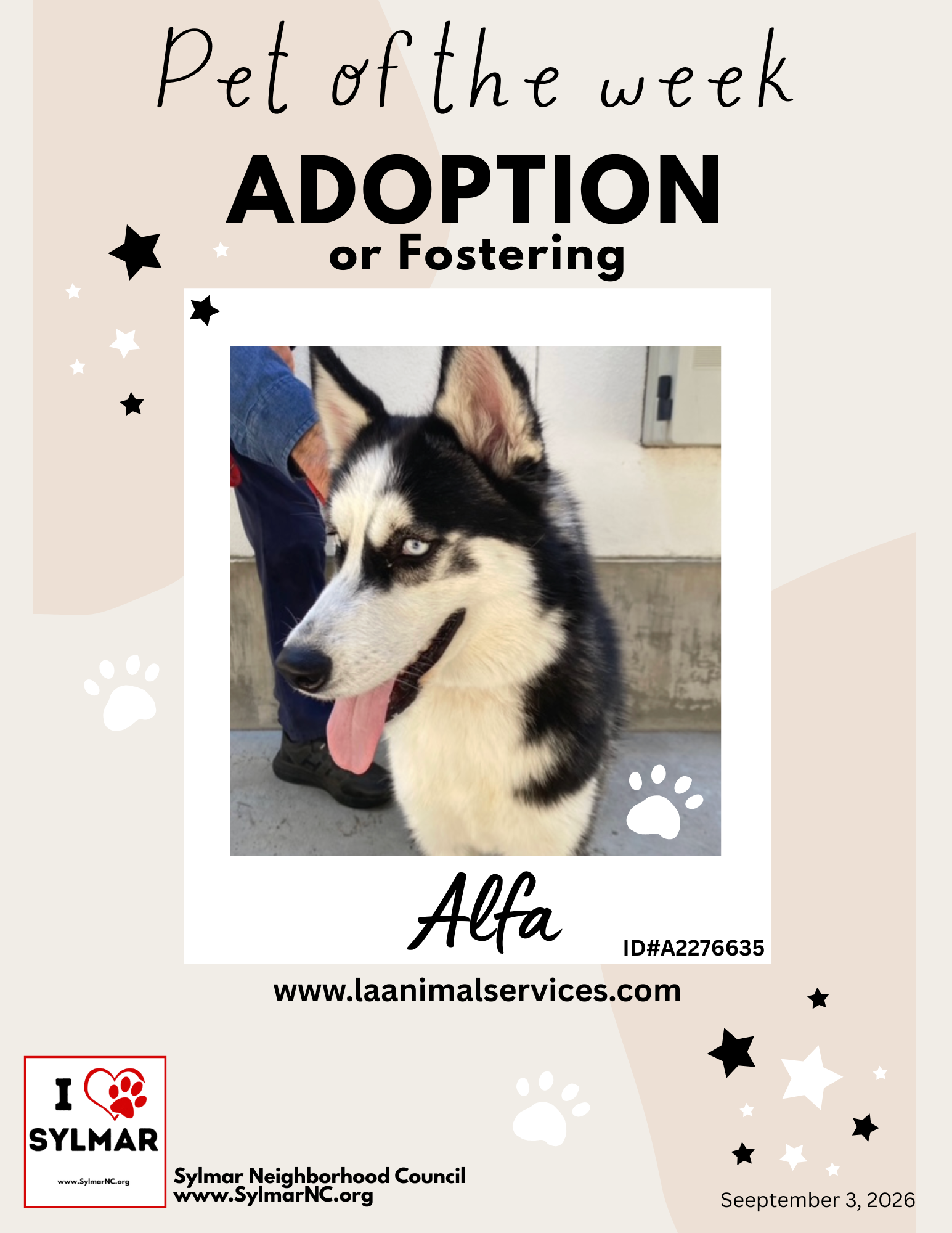 Meet Alfa! - Pet of the week for Adoption/Foster