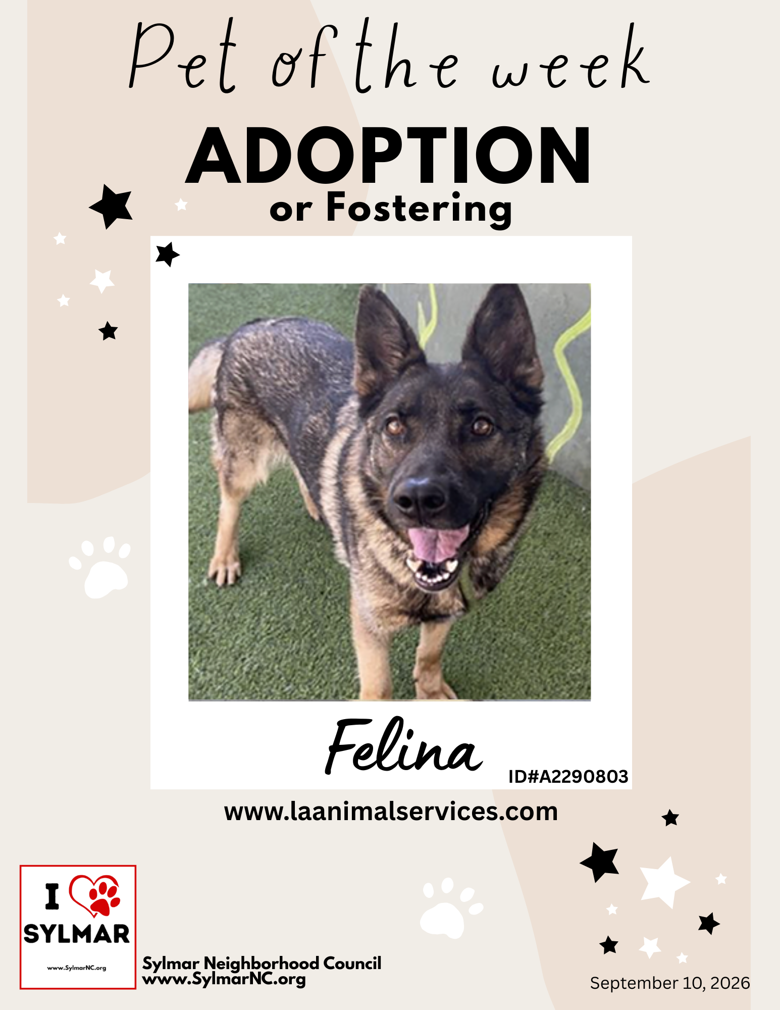 Meet Felina! - Pet of the week for Adoption/Foster