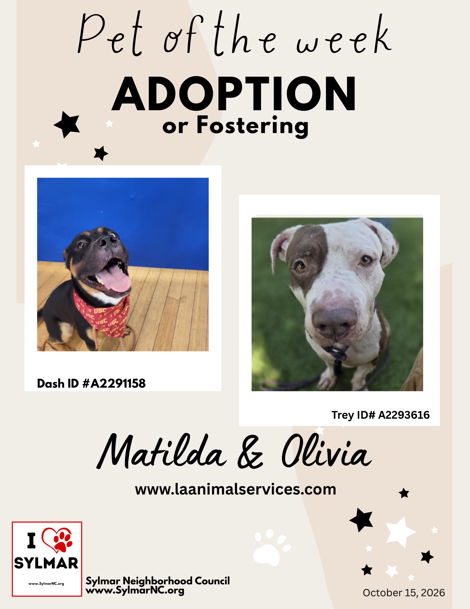 Meet Dash & Trey! - Pet(s) of the week for adoption/foster.