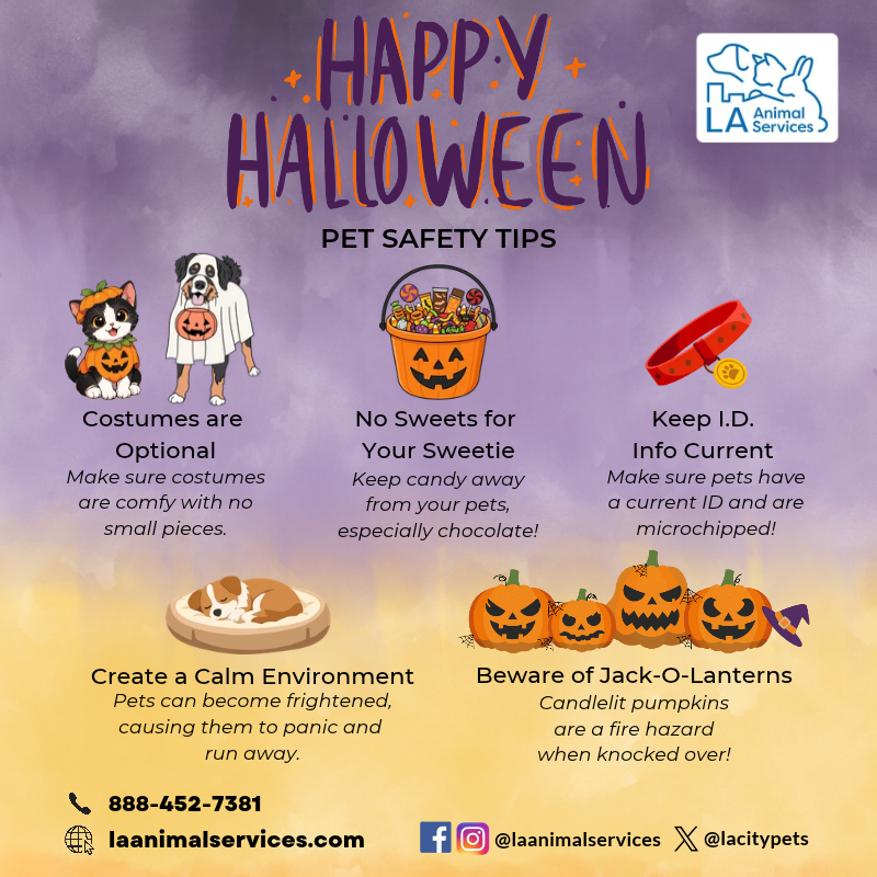 Halloween Safety Tips for your Pets