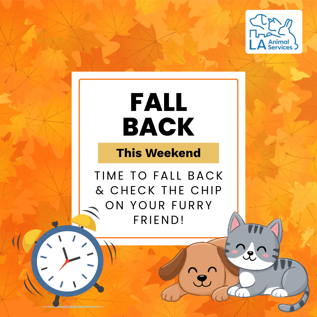 It's Time to Fall Back: Straylight Savings Reminder